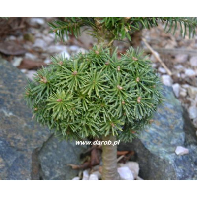 Abies lasiocarpa 'Duflon'