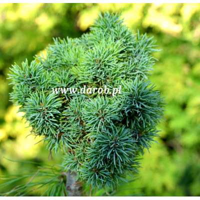 Pinus parviflora 'Jilly Bean'