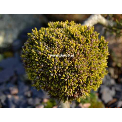 Pinus mugo WB2
