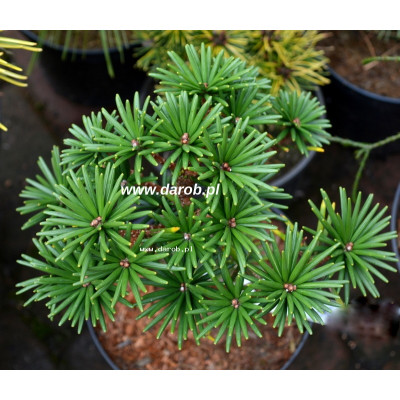 Sciadopitys verticillata...
