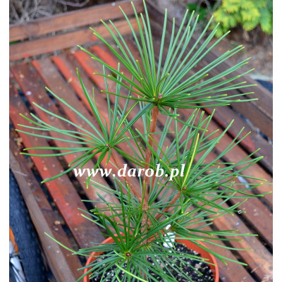 Sciadopitys verticillata...