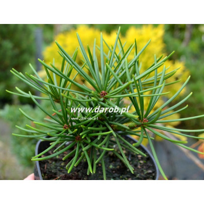 Sciadopitys verticillata...