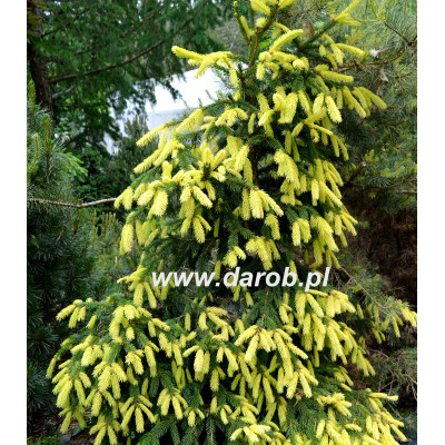 Picea abies 'Perry's Gold'