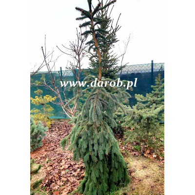 Picea abies 'Schmid's Pendula'