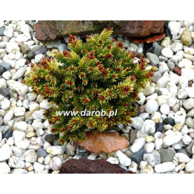 Picea abies 'Goldnugget'