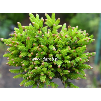 Picea orientalis 'Reynolds...