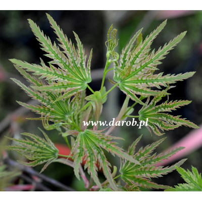 Acer palmatum 'Higasayama'