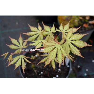 Acer palmatum 'Grandma Ghost'