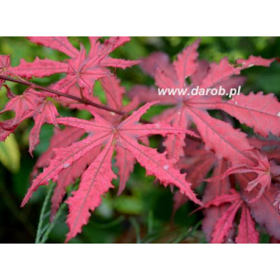 Acer palmatum 'Amagi Shigure'