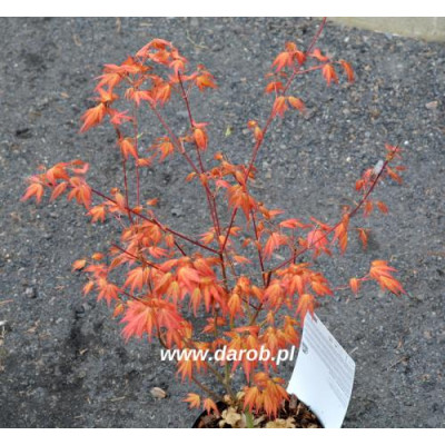 Acer palmatum 'Akane'