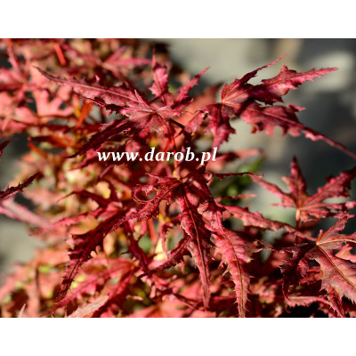Acer palmatum 'Celebration'